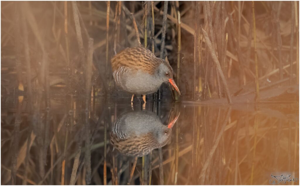 Wasserralle. Mittelgroßer grau-brauner Vogel mit rotem Schnabel steht in einem Teich und spiegelt sich im Wasser