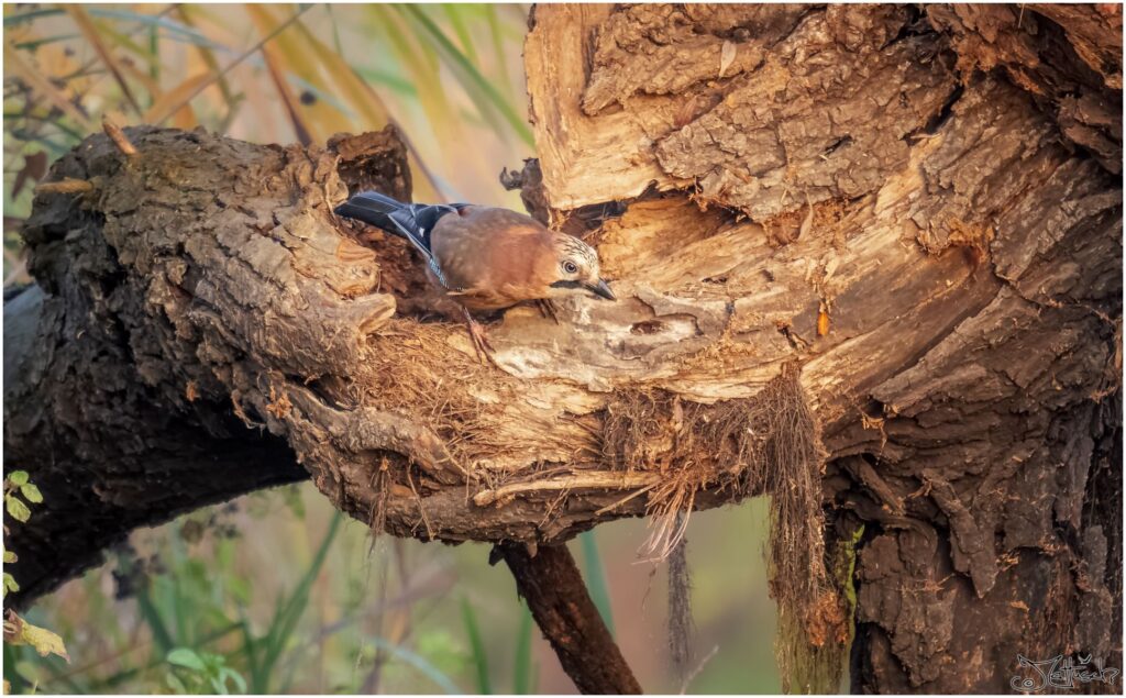 Eichelhäher sitzt auf einem Ast in der Morgensonne.