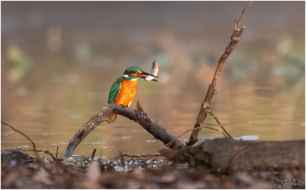 Eisvogel. Kleiner türkis-orangener Vogel sitzt auf einem Ast an einem Teich und hat einen kleinen Fisch im Schnabel.