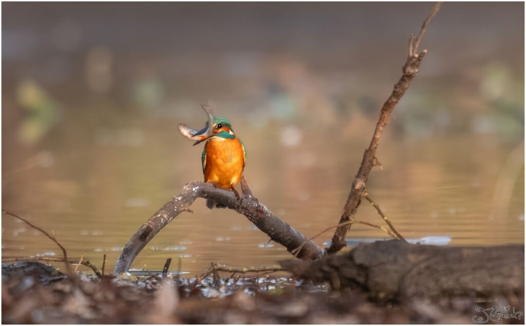 Eisvogel. Kleiner türkis-orangener Vogel sitzt auf einem Ast an einem Teich und hat einen kleinen Fisch im Schnabel.