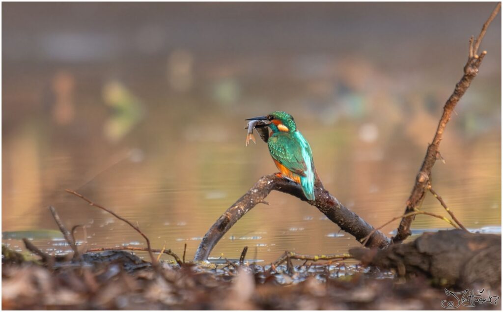 Eisvogel. Kleiner türkis-orangener Vogel sitzt auf einem Ast an einem Teich und hat einen kleinen Fisch im Schnabel.