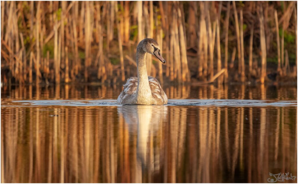 Ein junger Höckerschwan auf einem Teich am Morgen.