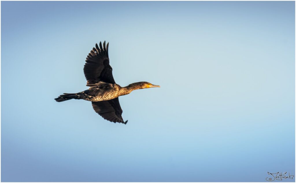 Kormoran fliegt in der Sonne