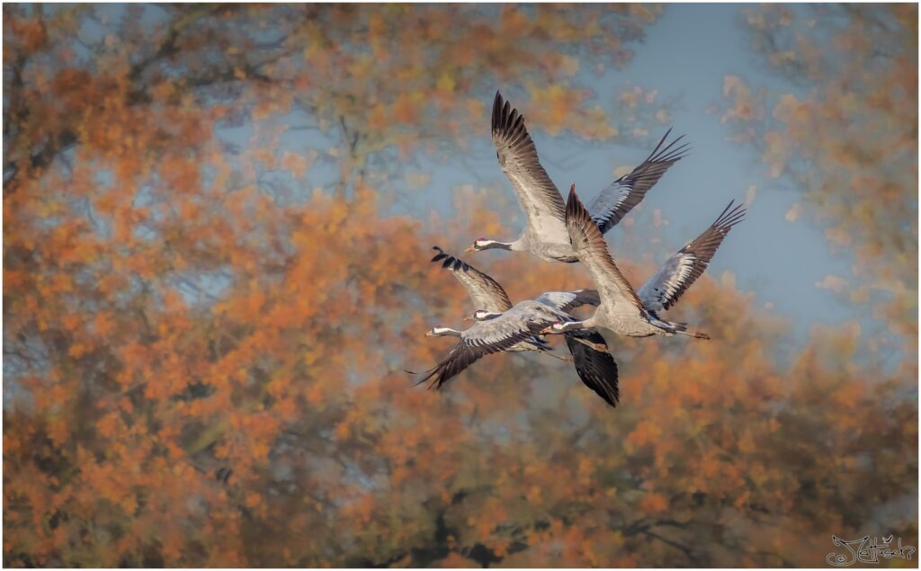 Kraniche fliegen vor Bäumen in der Sonne.