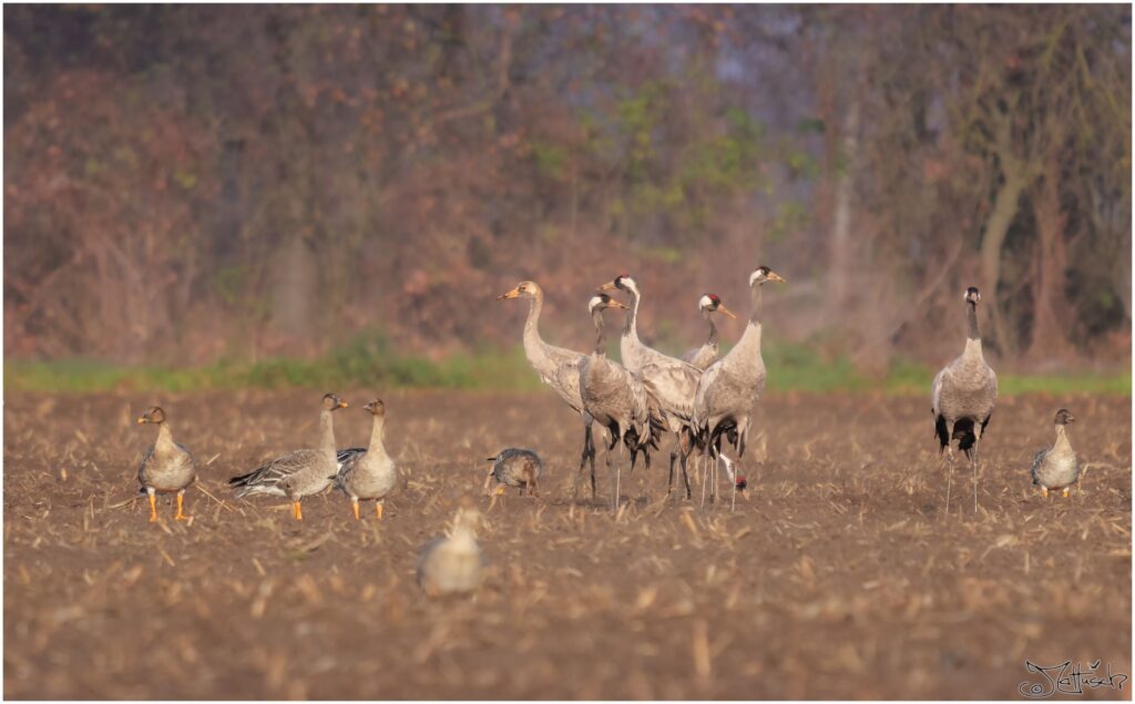 Kraniche und Graugänse stehen auf einem Feld in der Sonne.