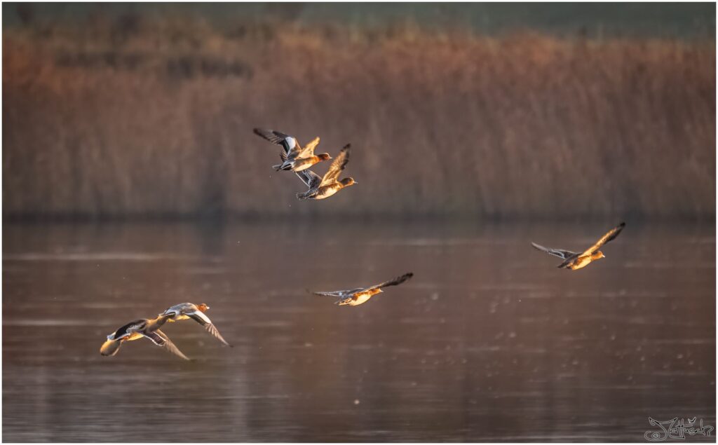 Pfeifenten fliegen in der Morgensonne von der Elbe auf.