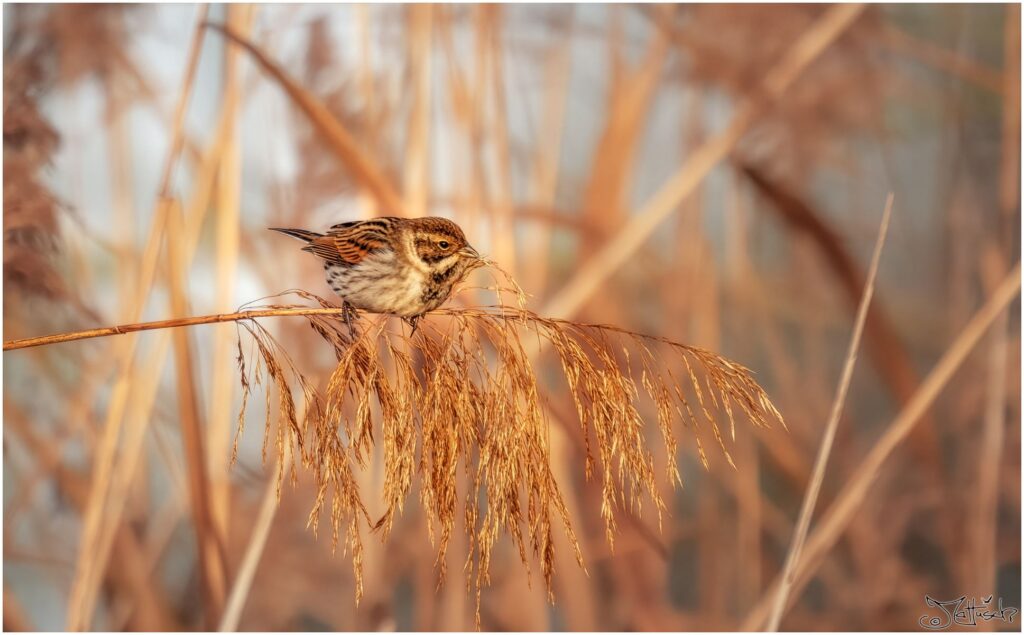 Rohrammer im Schilf am Morgen beim Frühstück.