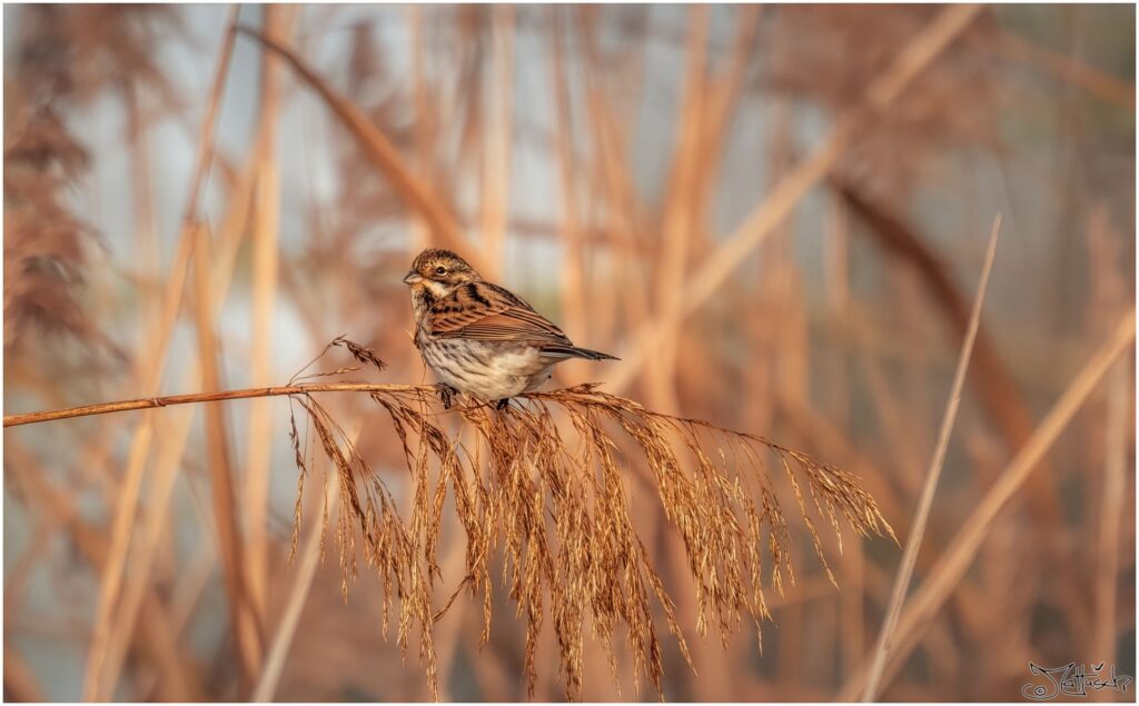 Rohrammer im Schilf am Morgen beim Frühstück.