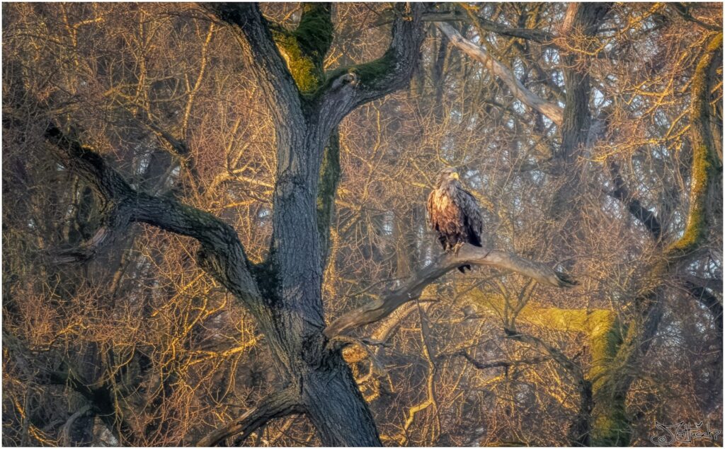 Seeadler sitzt auf einem Ast in der Sonne