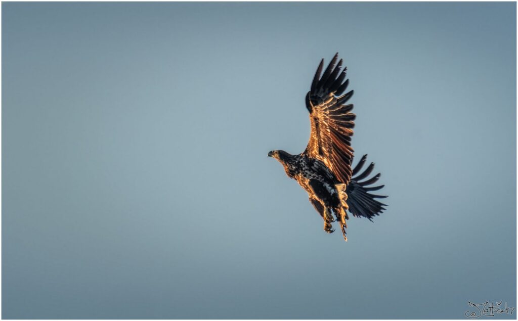 Seeadler wendet im Flug in der Sonne
