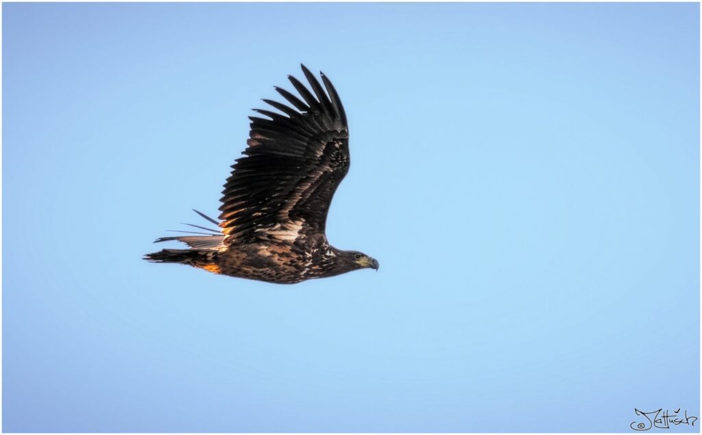 Seeadler fliegt in der Sonne