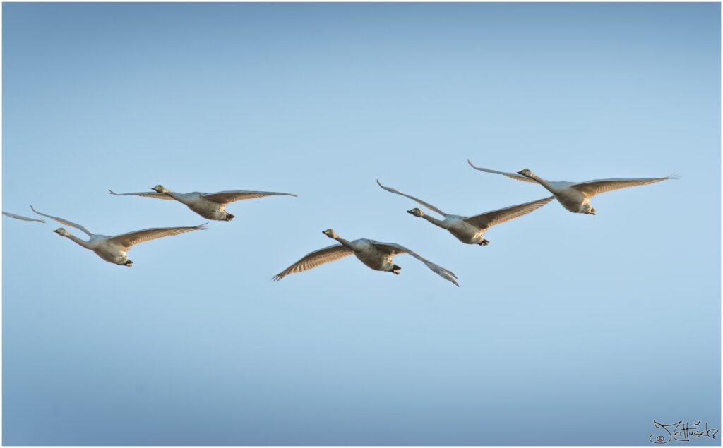 Fünf Singschwäne fliegen in der Sonne