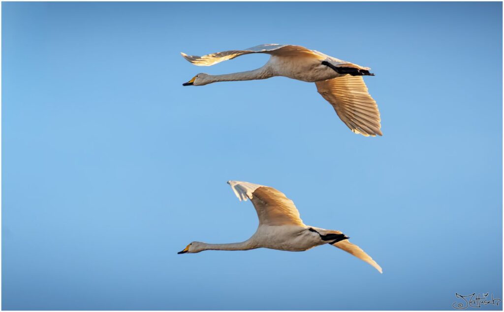 Zwei Singschwäne fliegen in der Sonne