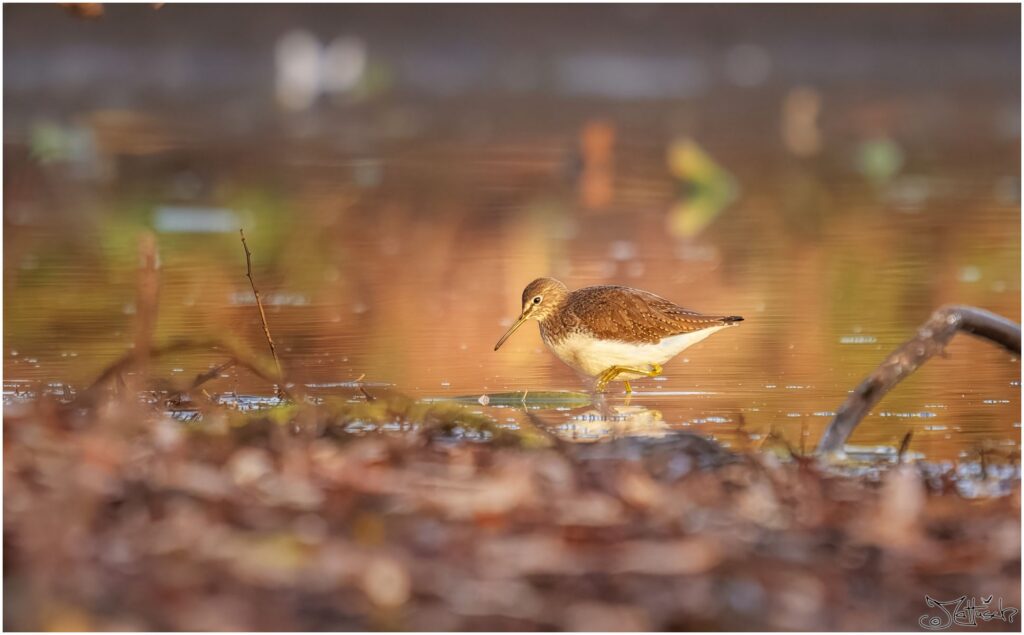 Waldwasserläufer sucht nach Nahrung in einem flachen Teich am Morgen.