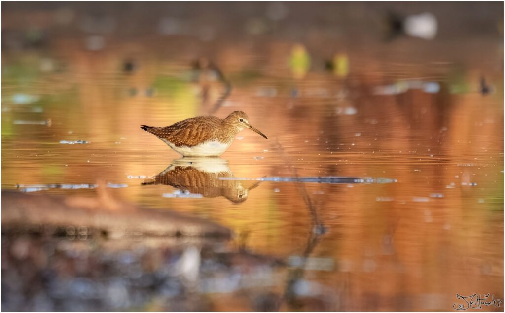 Waldwasserläufer sucht nach Nahrung in einem flachen Teich am Morgen.
