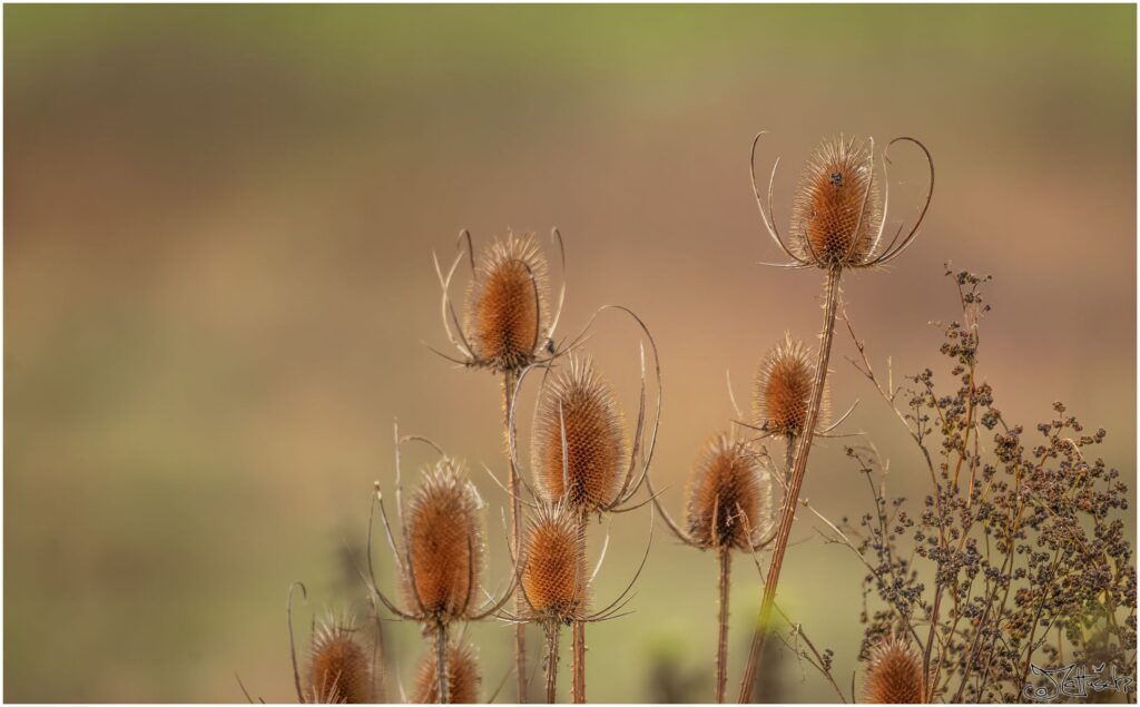 Verblühte wilde Karde in Wiesenlandschaft