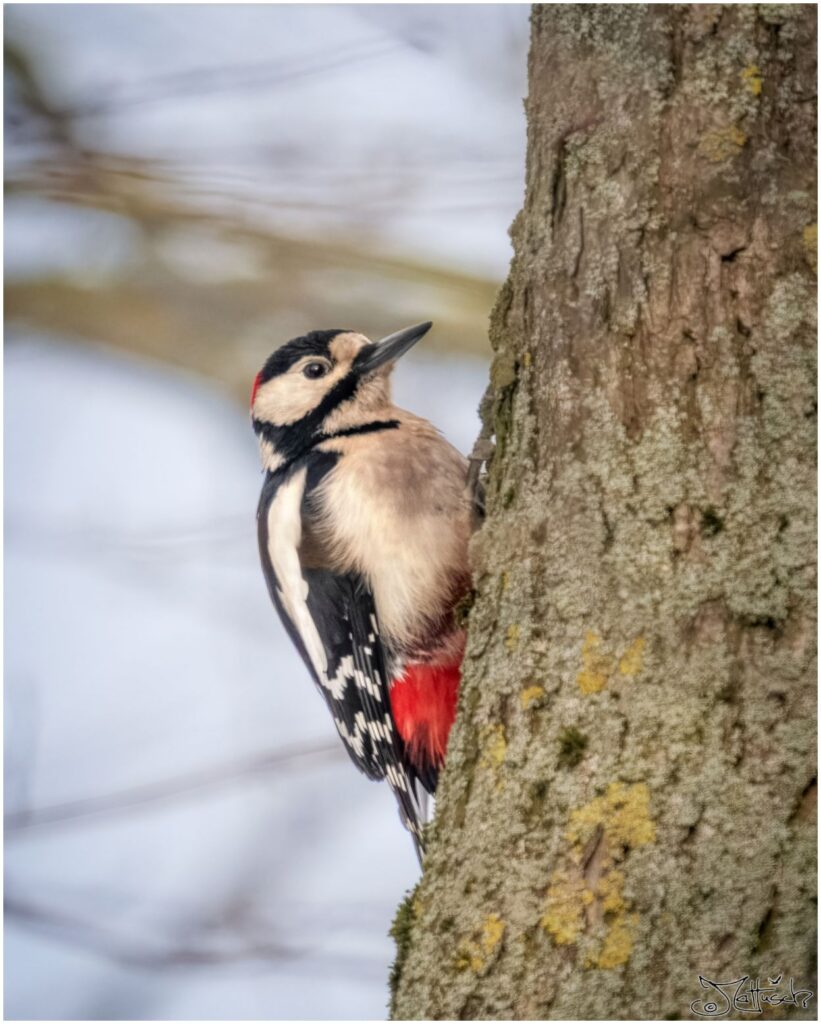 Buntspecht sitzt an einer Linde.