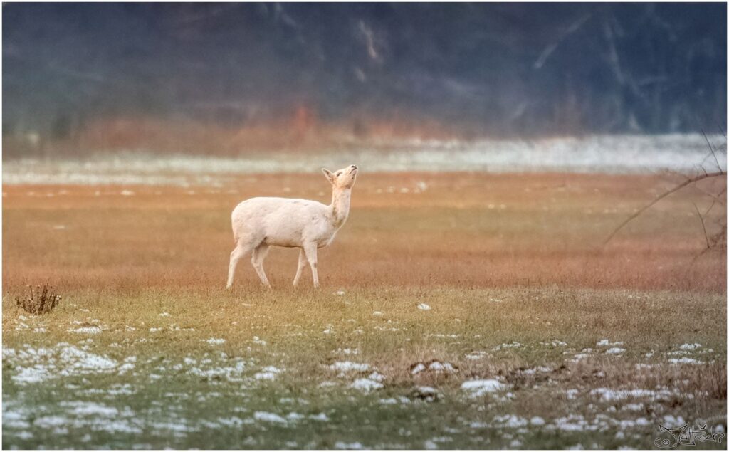 Weißes Damwild auf einer Wiese am Morgen.