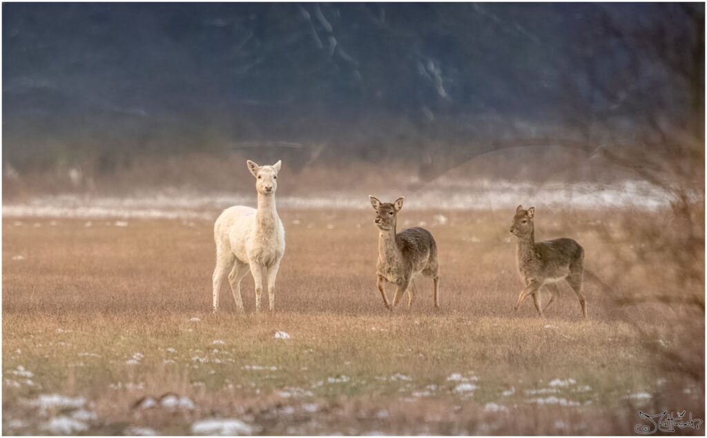 Damwild auf einer Wiese am Morgen.