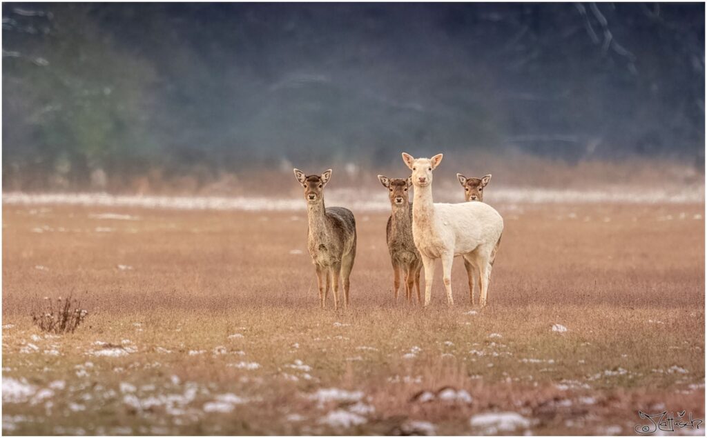 Weißes Damwild auf einer Wiese am Morgen.