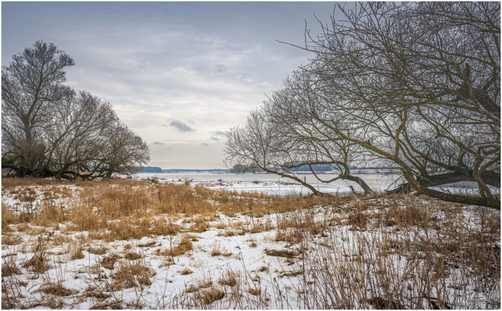 Die Elbe mit Auwiesen im Winter an einem grauen Tag.