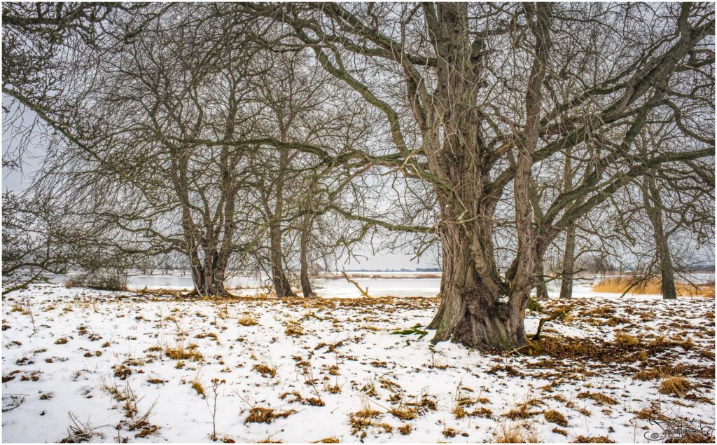 Die Elbe mit Auwiesen im Winter an einem grauen Tag.