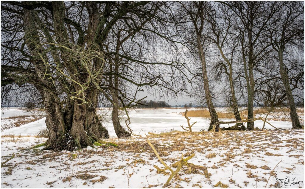 Die Elbe mit Auwiesen im Winter an einem grauen Tag.