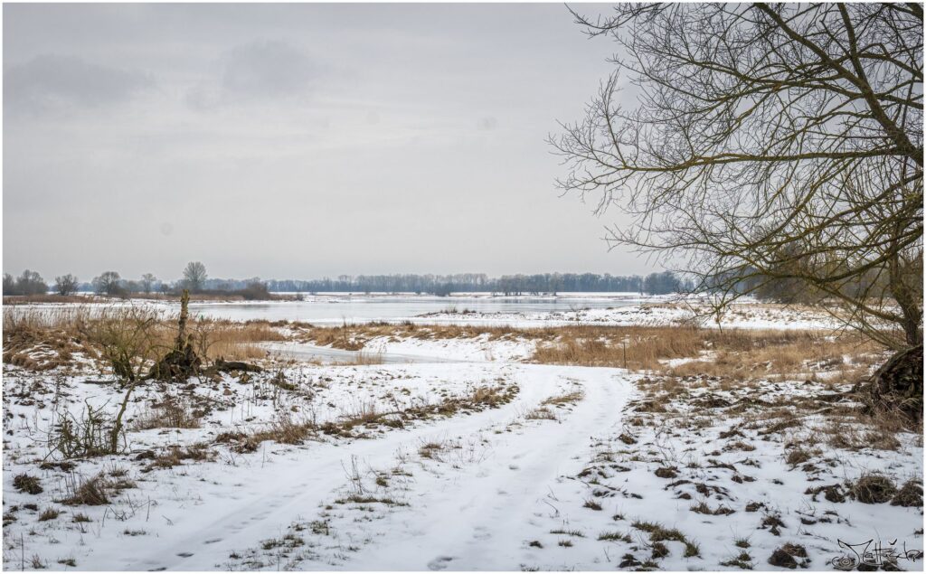 Die Elbe mit Auwiesen im Winter an einem grauen Tag.