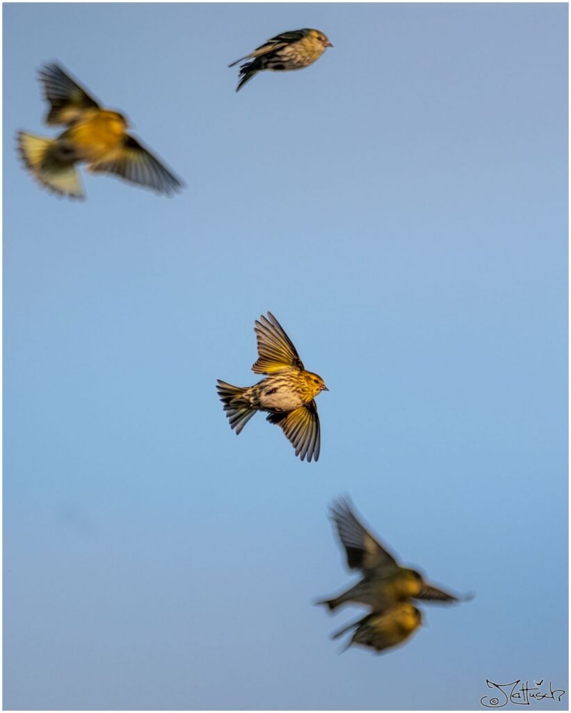 Erlenzeisige fliegen in einem Schwarm (Ausschnitt).