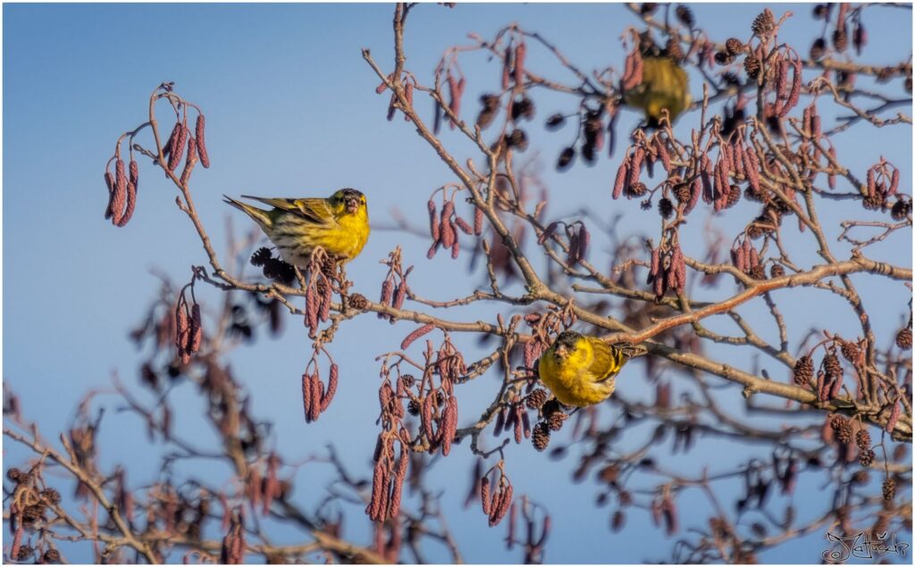 Erlenzeisige sitzten in einer Schwarzerle.