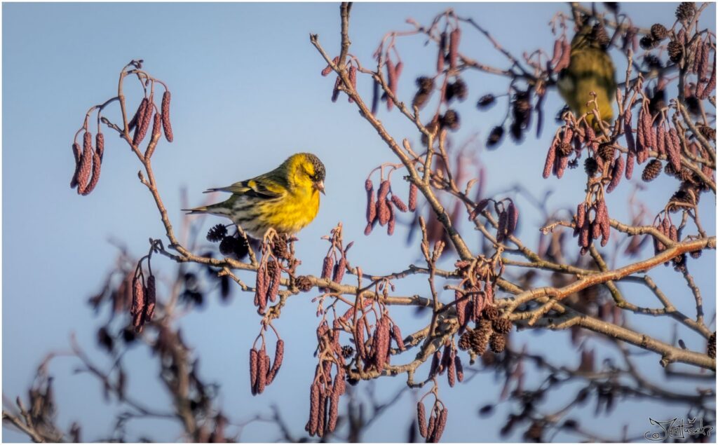 Erlenzeisig sitzt in einer Schwarzerle.