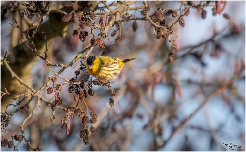 Erlenzeisig sitzt in einer Schwarzerle.