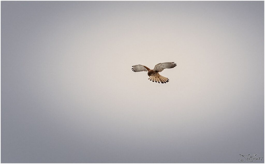 Turmfalke auf der Jagd an einem grauen Tag an der Elbe.