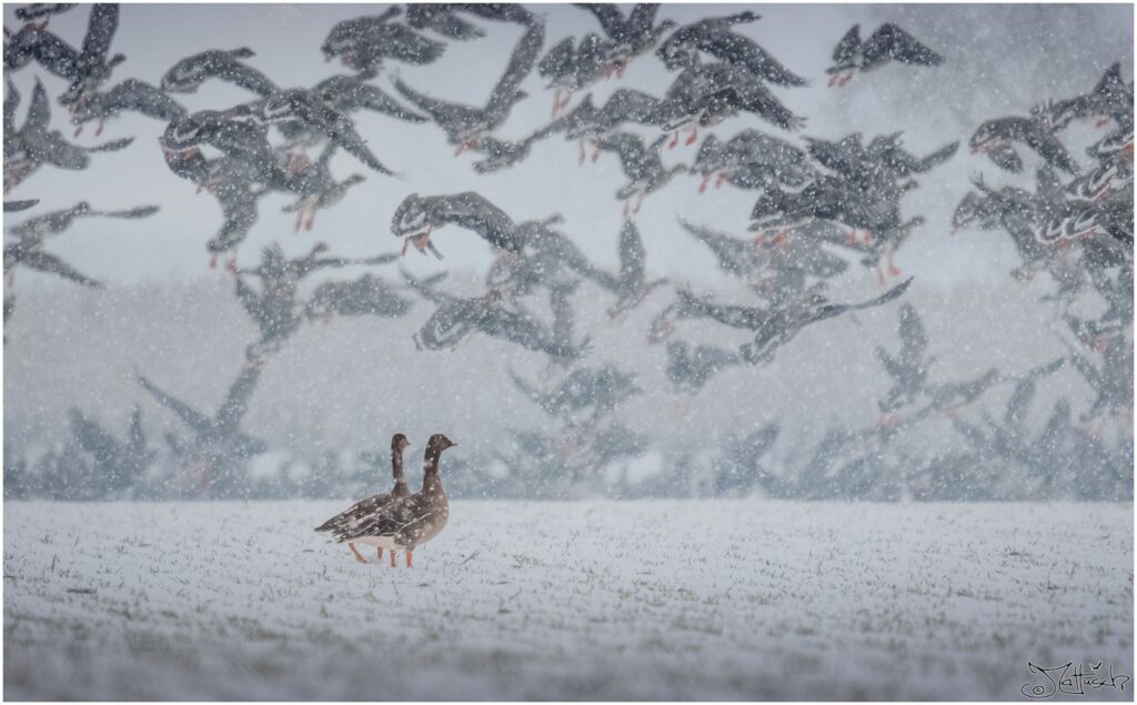 Zwei Gänse stehen auf einem verschneiten Feld und sehen zu, wie hunderte andere Grau- und Blässgänse auffliegen.
