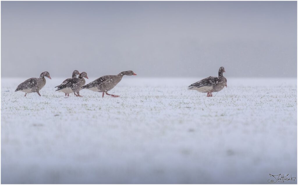 Graugänse laufen über ein schneebedecktes Feld, während es stark schneit.