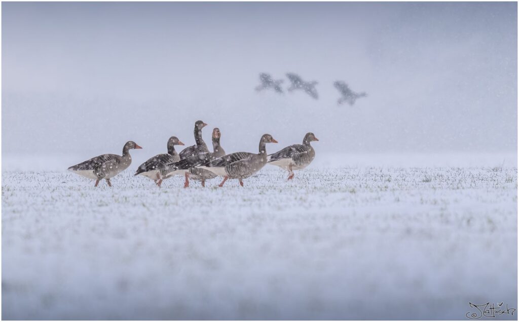 Graugänse laufen über ein schneebedecktes Feld, während es stark schneit.