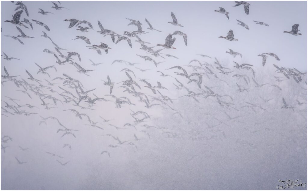Grau- und Blässgänse fliegen in Winterlandschaft, während es stark schneit.