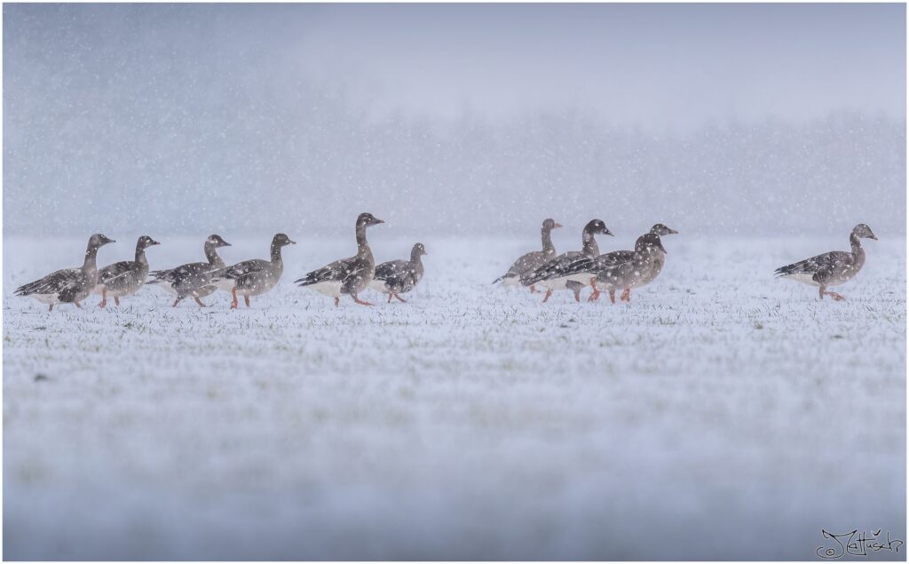Graugänse laufen über ein schneebedecktes Feld, während es stark schneit.