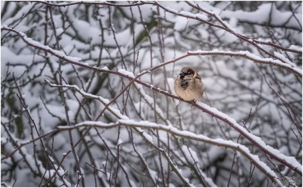Ein Haussperling sitzt in einem verschneiten Busch