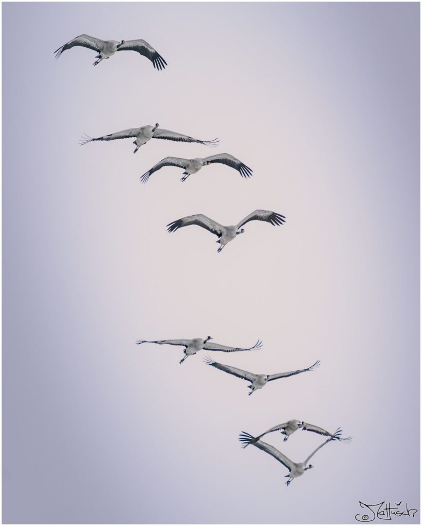 Eine Gruppe von Kranichen fliegen übereinander vor grauem Himmel