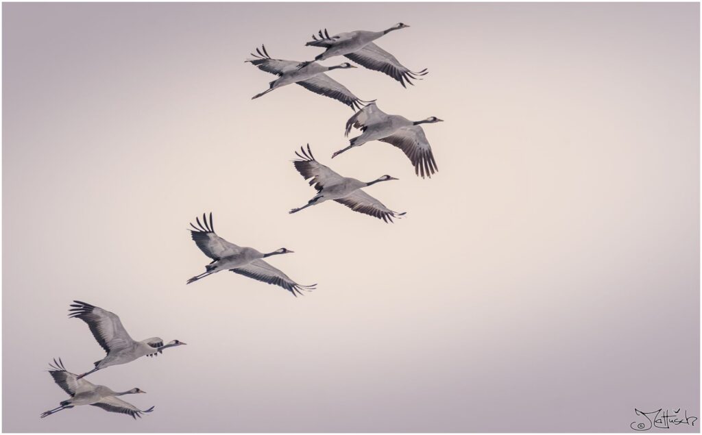 Eine Gruppe von Kranichen fliegt vor grauem Himmel