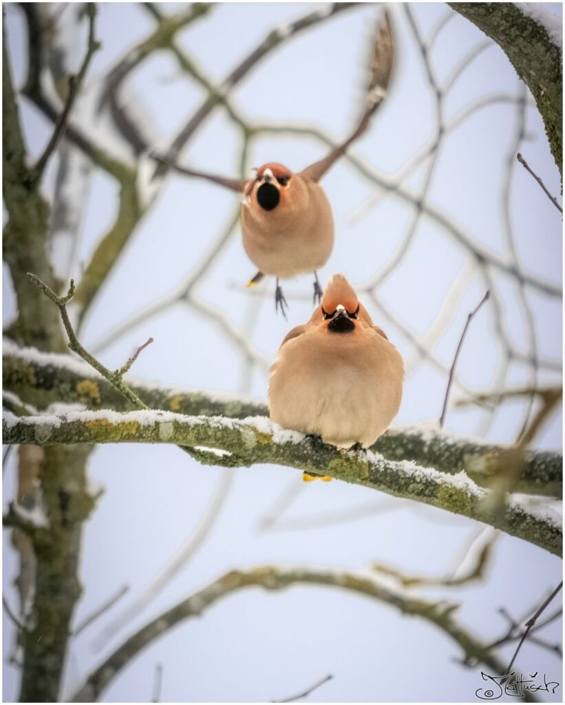 Zwei Seidenschwänze. Ein Vogel sitzt auf einem verschneiten Ast, während der andere dahinter anfliegt