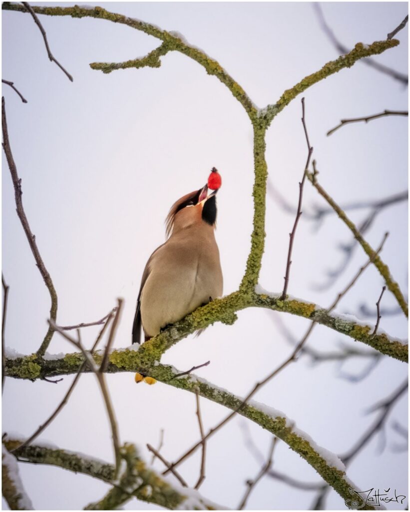 Ein Seidenschwanz sitzt aufgeplustert auf einem verschneiten Ast