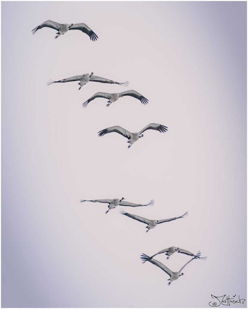 Eine Gruppe von Kranichen fliegen übereinander vor grauem Himmel