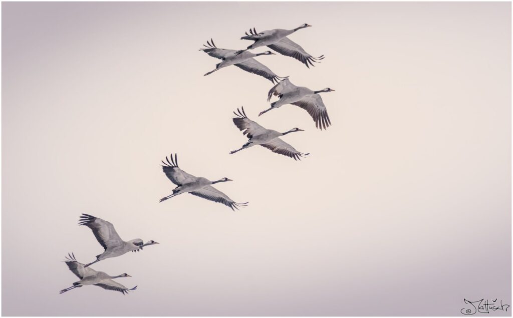 Eine Gruppe von Kranichen fliegt vor grauem Himmel