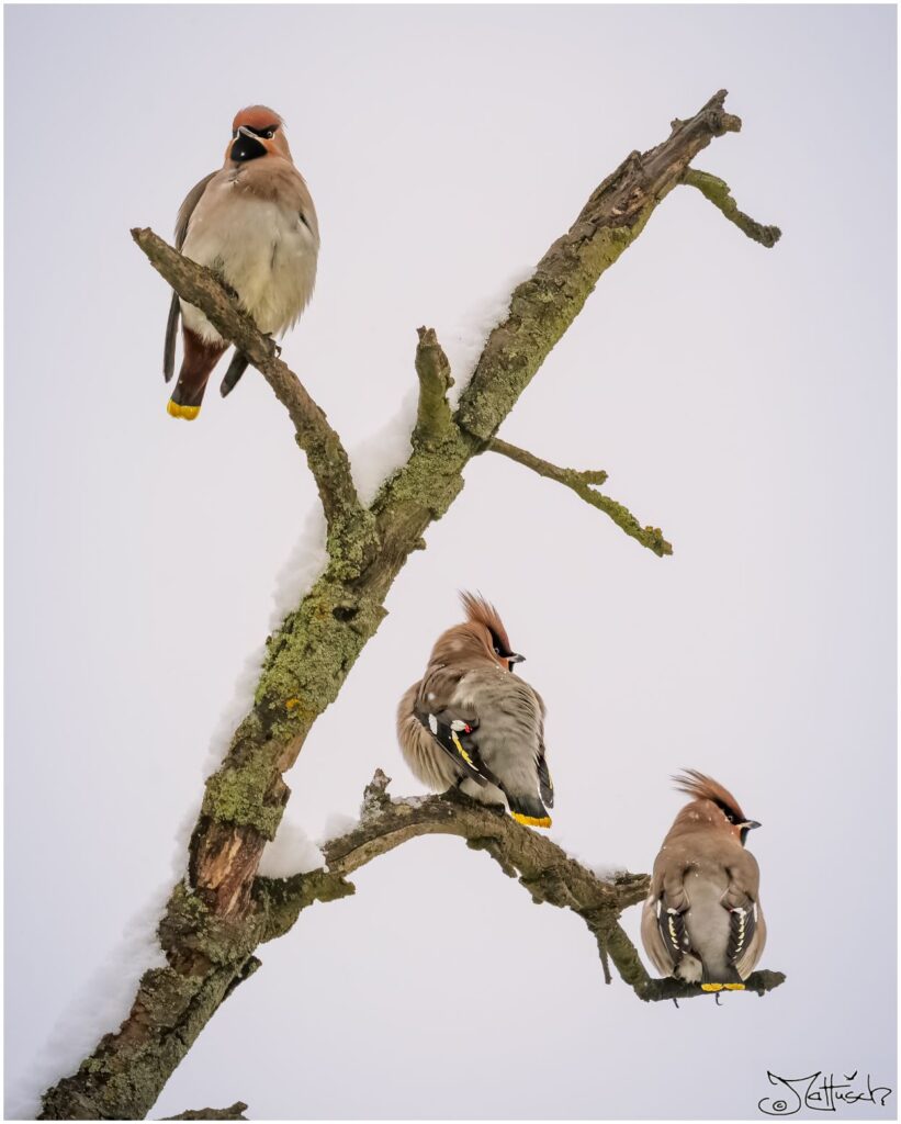 Drei Seidenschwänze sitzen auf einem verschneiten Ast