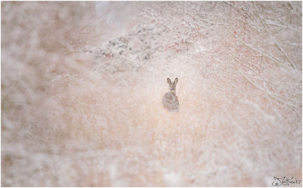 Ein Reh auf einem verschneiten Bahndamm