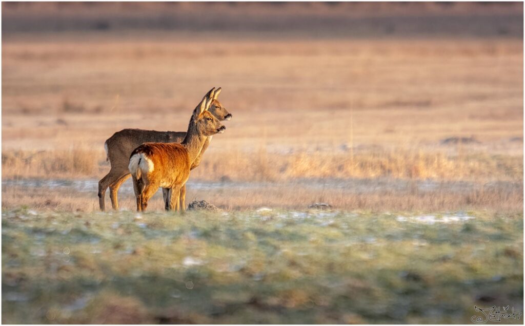 Rehe auf einer Wiese am Morgen.