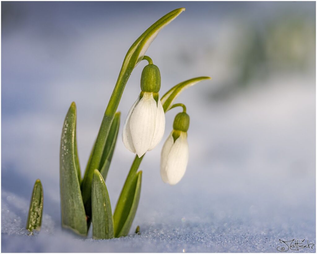 Schneeglöcken im Schnee.
