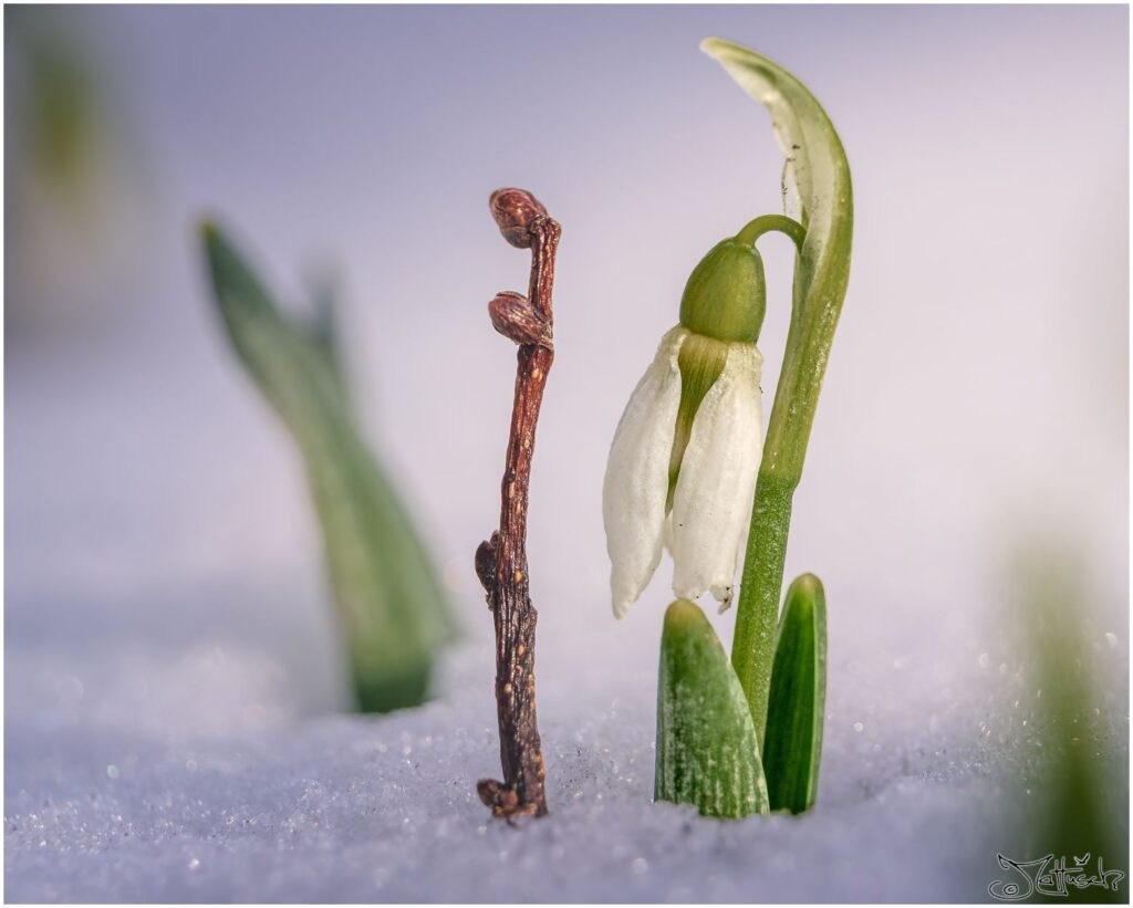 Schneeglöcken im Schnee.